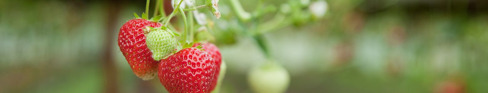 Groenten en fruit