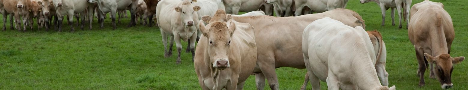 Onze boeren