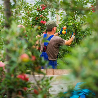 Fruitteler Masteling