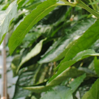 Noorland Paprika