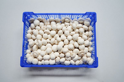 Champignons fijn 2.5 kg