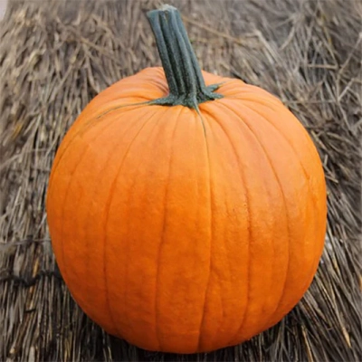 Grote (Halloween) pompoen ca 5 - 7 kg (gewichten variëren)