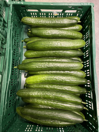 Komkommers 36 stuks (ACTIEPRIJS) (Duurzaam op aardwarmte geteeld)