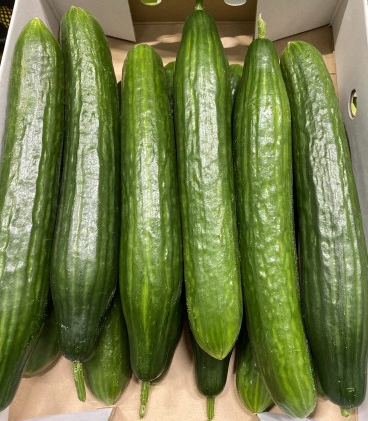 Komkommers 12 stuks (Duurzaam op aardwarmte geteeld)