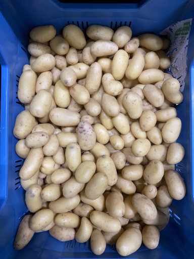 BUDGET Krielaardappelen in schil SCHOON 5 kg kist (ruimere sortering)