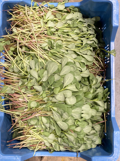 Winter postelein 1 kg