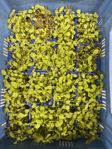 Honny cress 1 kist 16 bakjes (goed voor 125 broodjes) *Bestelartikel