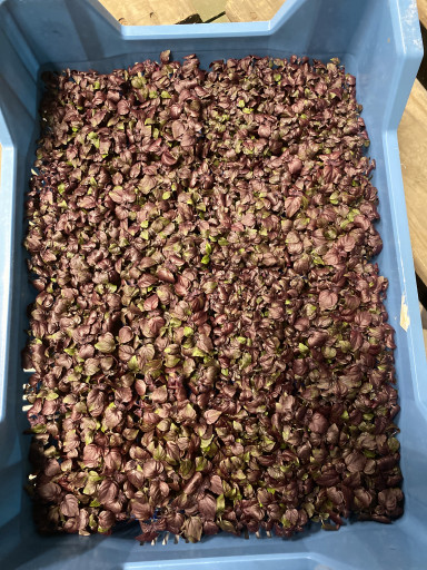 Shiso Purple 1 kist 16 bakjes (goed voor 125 broodjes) *Bestelartikel