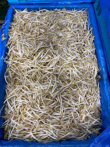 Taugé per 10 kg