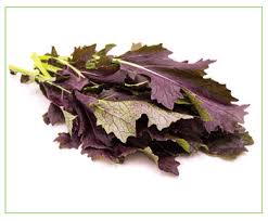 Curly Kale red (Rode babyleaf boerenkool) 4 x 250 gram  * 1 werkdag levertijd