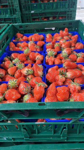 Aardbeien 2e klasse / ugly 10 x 400 / 500gram