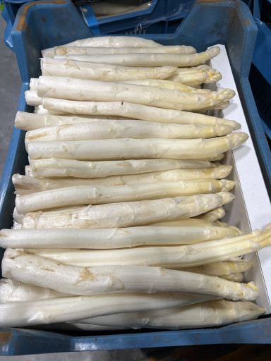 Asperge klasse 1/2    5 kg