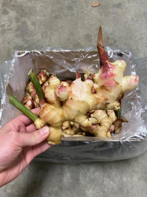 Hollandse ecologische verse Gember 5 kg