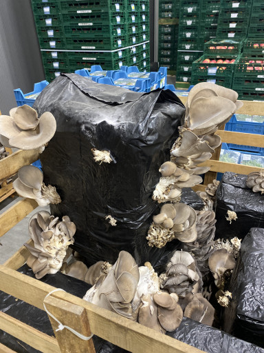 Oesterzwam op stam (groeit bij kamertempratuur helemaal vol)