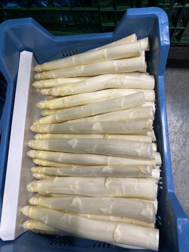 Asperges AA 5 kg