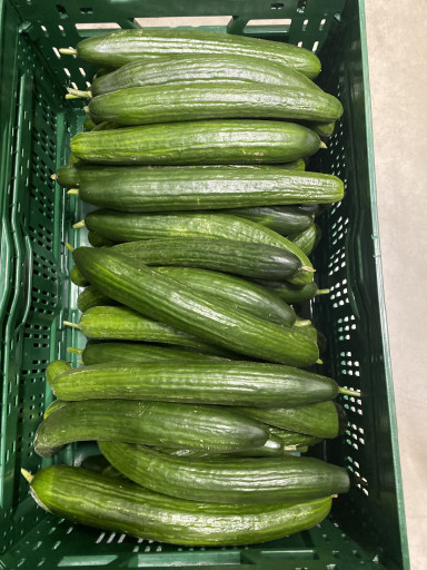 Kromme UGLY komkommer per kist 10 kg (ca 30 stuks)