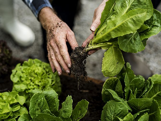 Van streek Perceptie Vertrouwen op Biologische producten | Oregional