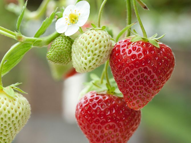 Groente en fruit